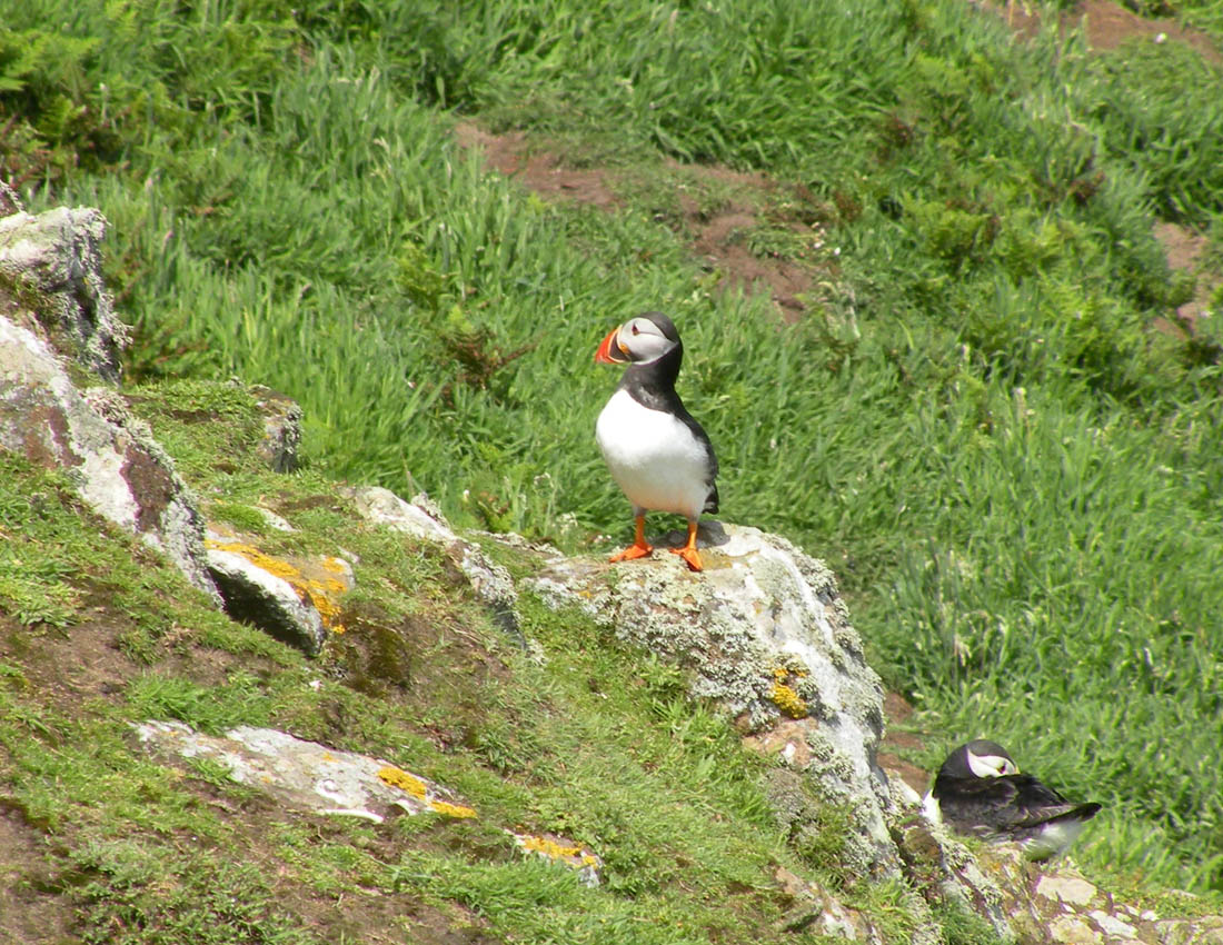 Gita all''isola di Skomer (Galles)